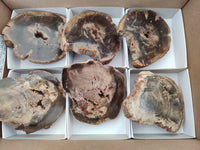 Polished On One Side Petrified Wood Slices x 6 From Gokwe, Zimbabwe
