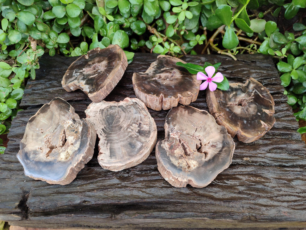 Polished On One Side Petrified Wood Slices x 6 From Gokwe, Zimbabwe