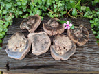 Polished On One Side Petrified Wood Slices x 6 From Gokwe, Zimbabwe