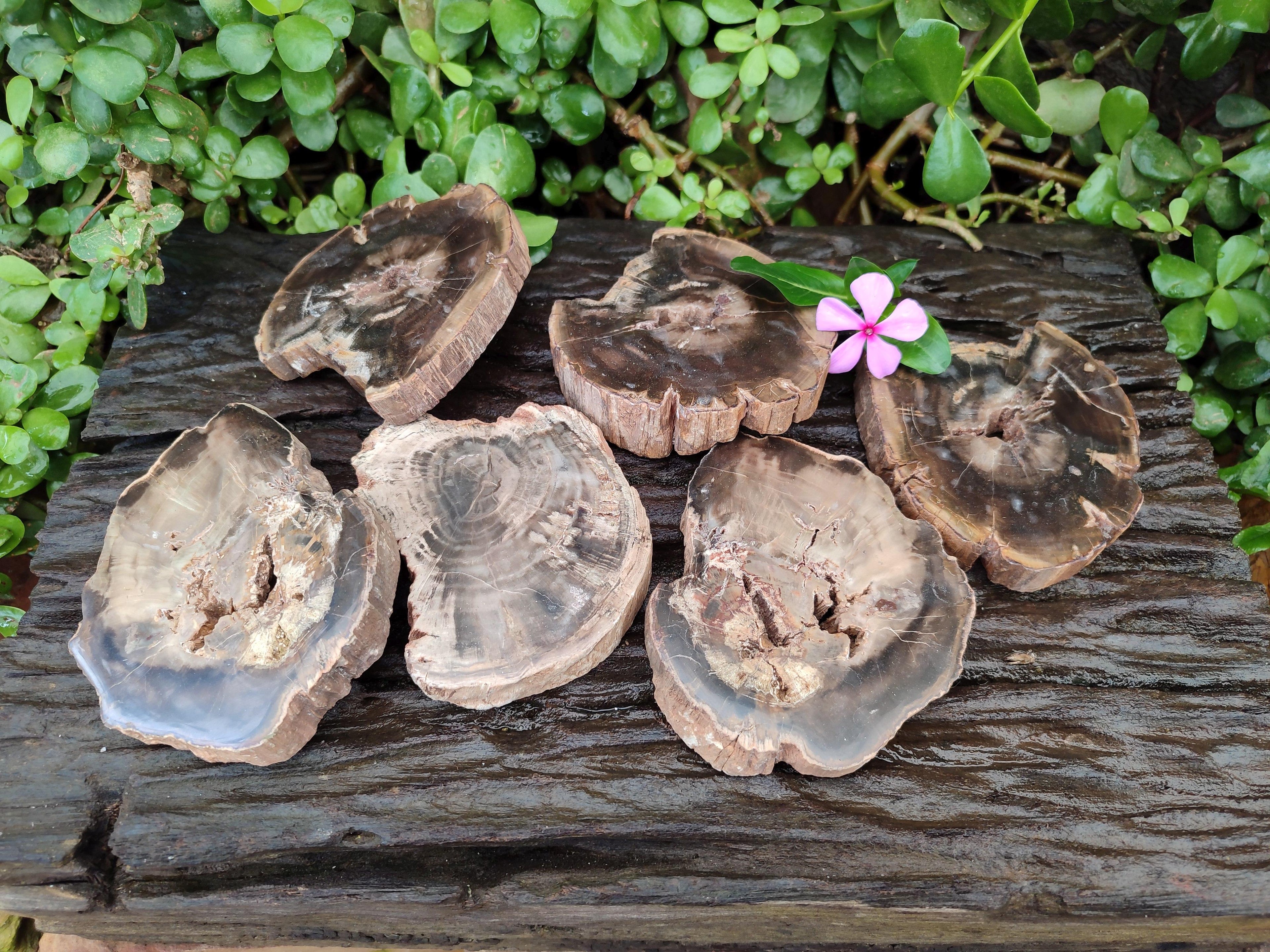 Polished On One Side Petrified Wood Slices x 6 From Gokwe, Zimbabwe