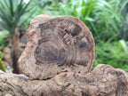 Polished On One Side Petrified Wood Slices x 6 From Gokwe, Zimbabwe