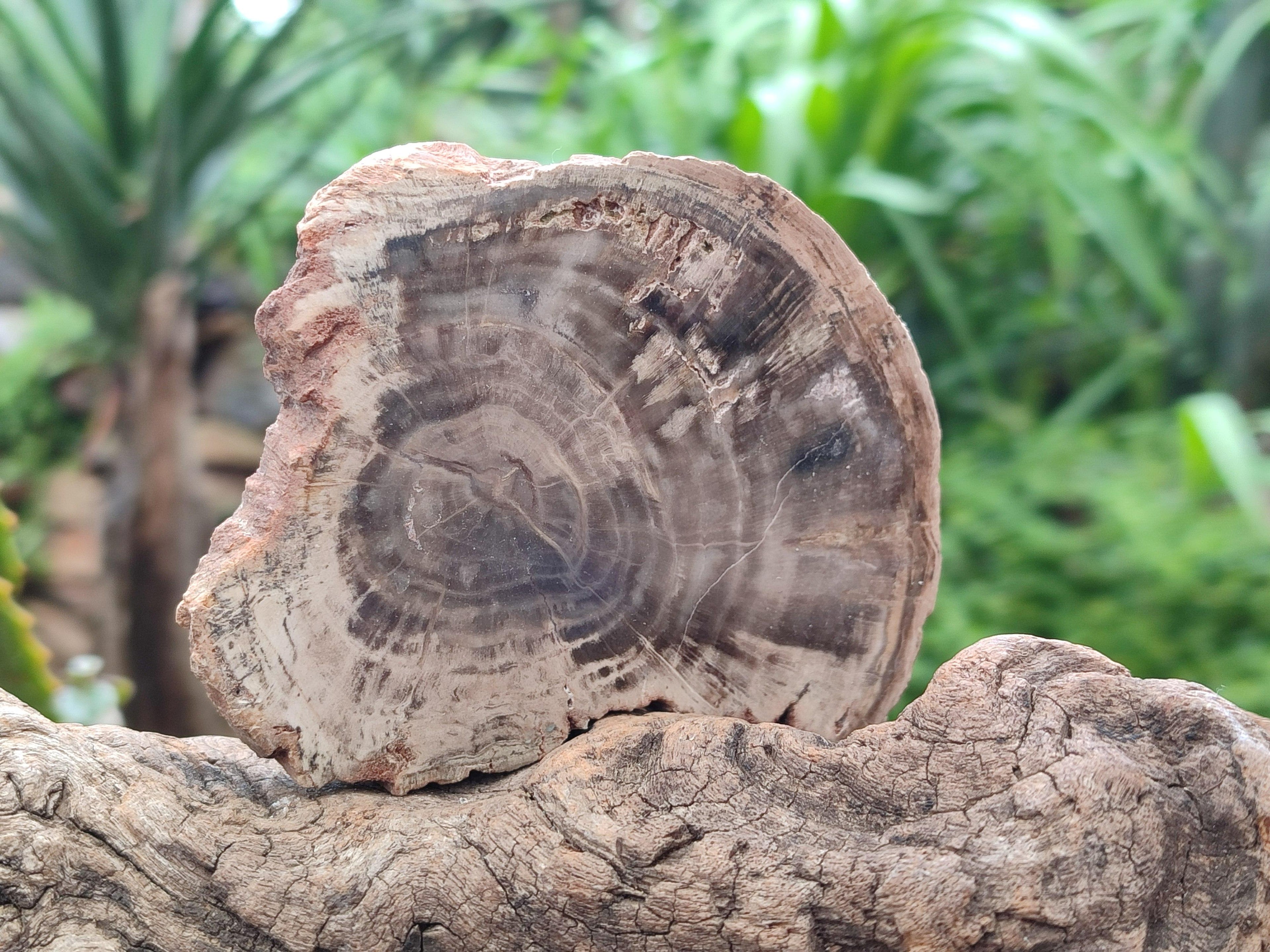 Polished On One Side Petrified Wood Slices x 6 From Gokwe, Zimbabwe