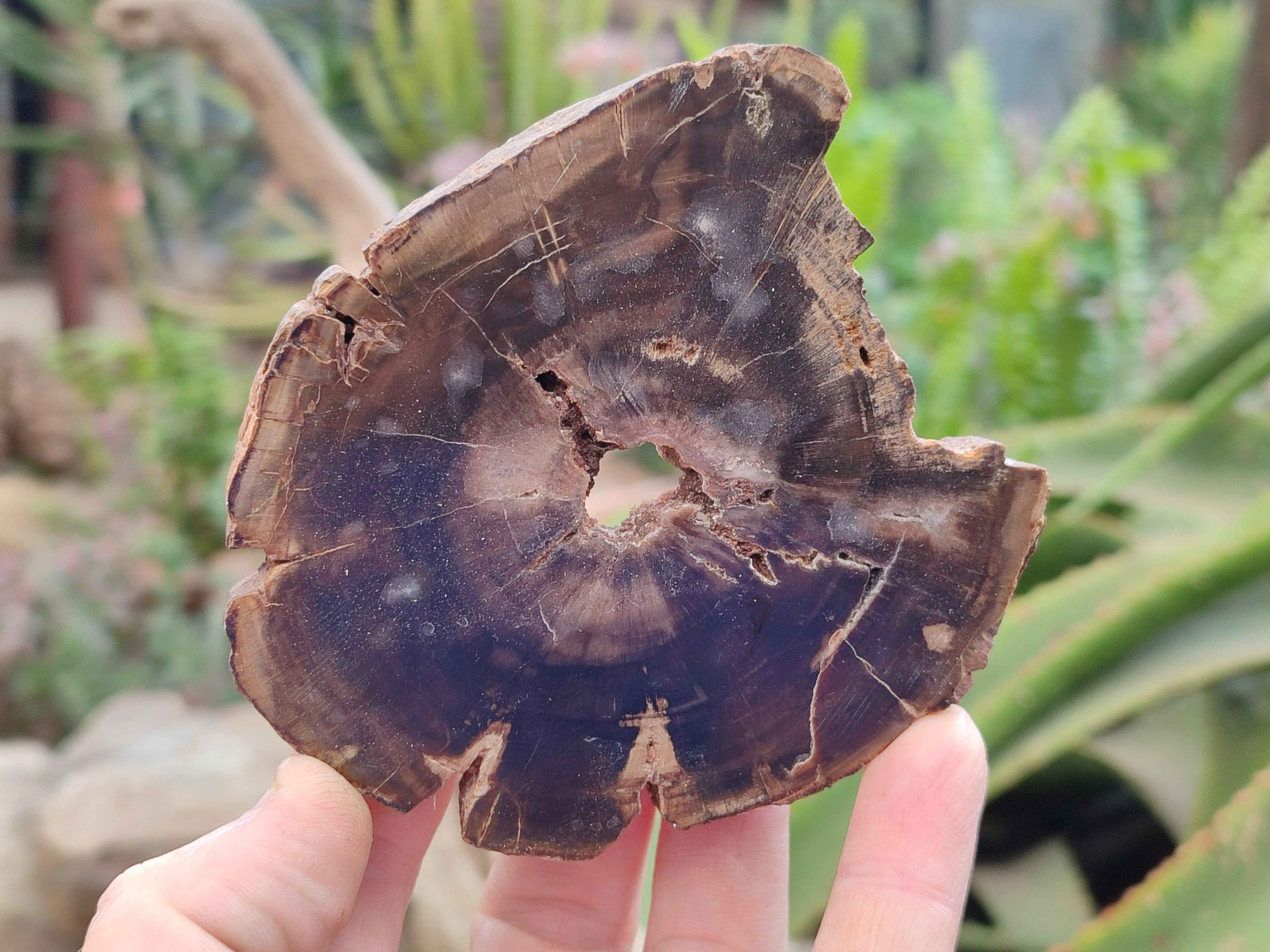 Polished On One Side Petrified Wood Slices x 6 From Gokwe, Zimbabwe