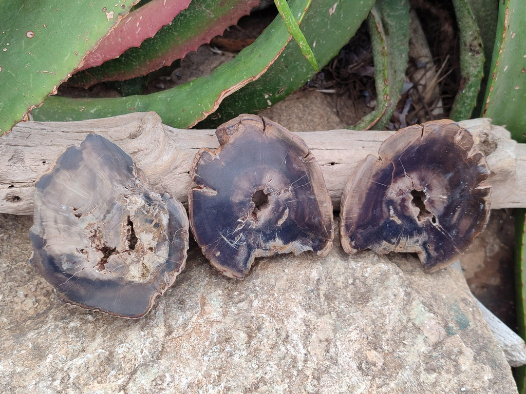 Polished On One Side Petrified Wood Slices x 6 From Gokwe, Zimbabwe