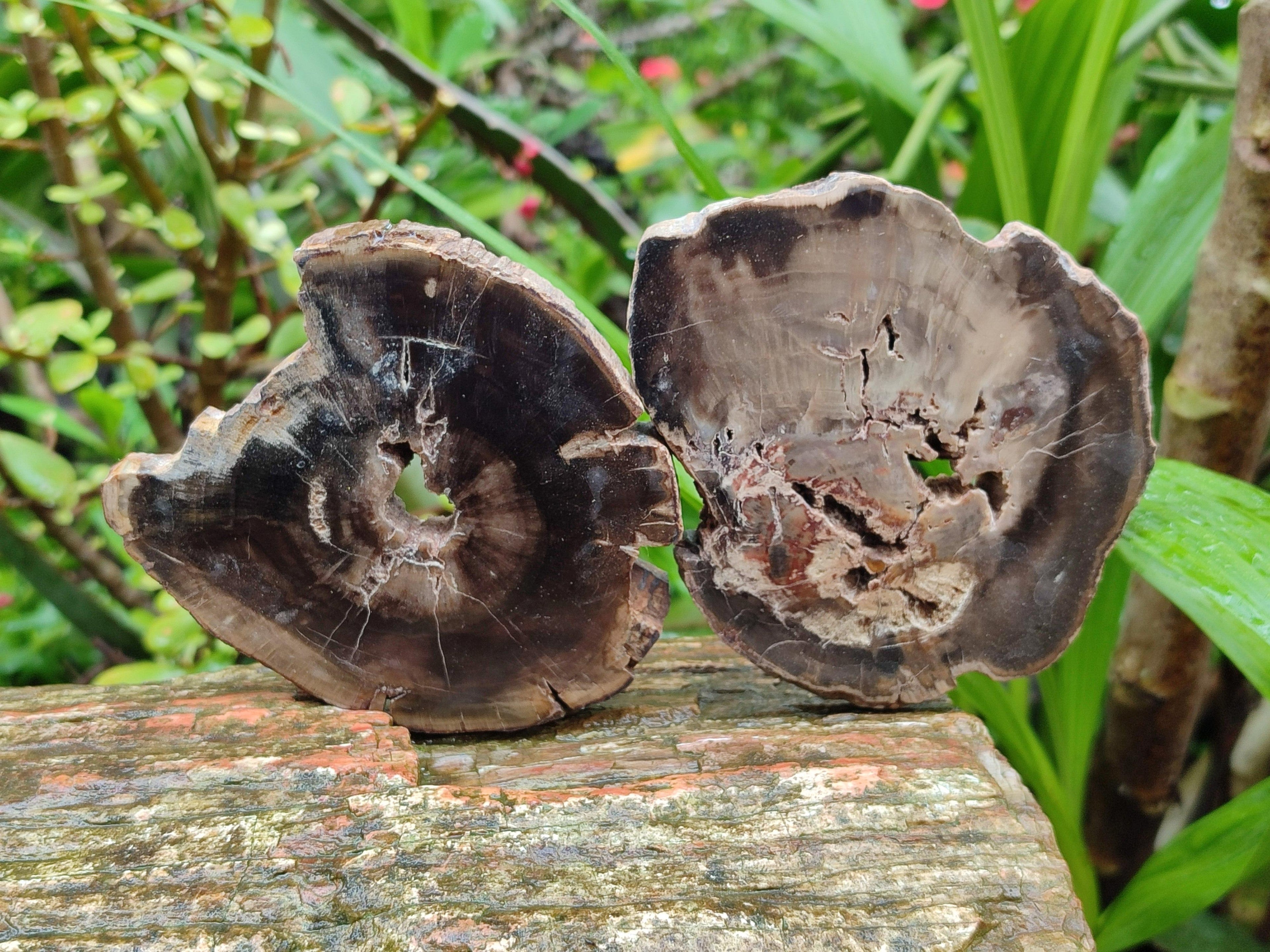 Polished On One Side Petrified Wood Slices x 6 From Gokwe, Zimbabwe