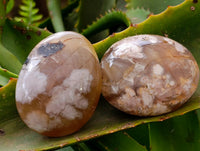 Polished Flower Agate Palm Stones x 12 From Antsahalova, Madagascar