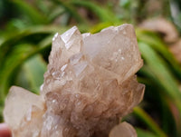 Natural Smokey Phantom Quartz Clusters x 3 From Luena, Congo