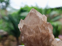 Natural Smokey Phantom Quartz Clusters x 3 From Luena, Congo
