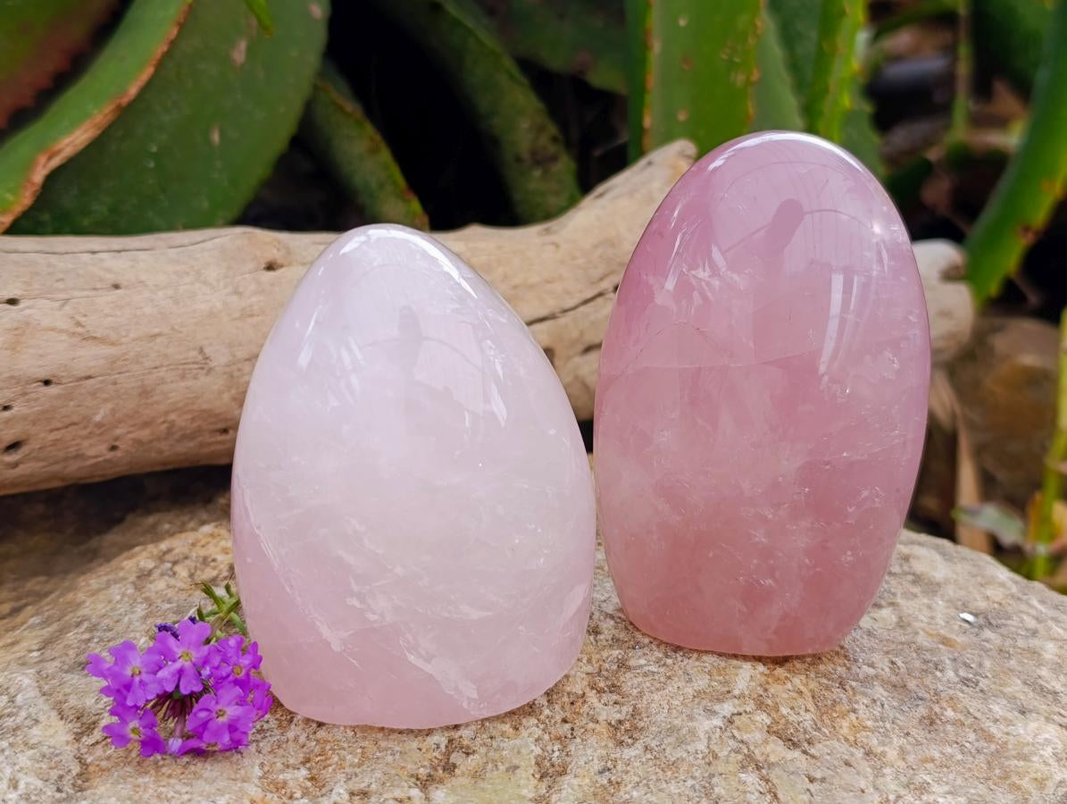 Polished Rose Quartz Standing Free Form x 4 From Madagascar