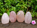 Polished Rose Quartz Standing Free Form x 4 From Madagascar