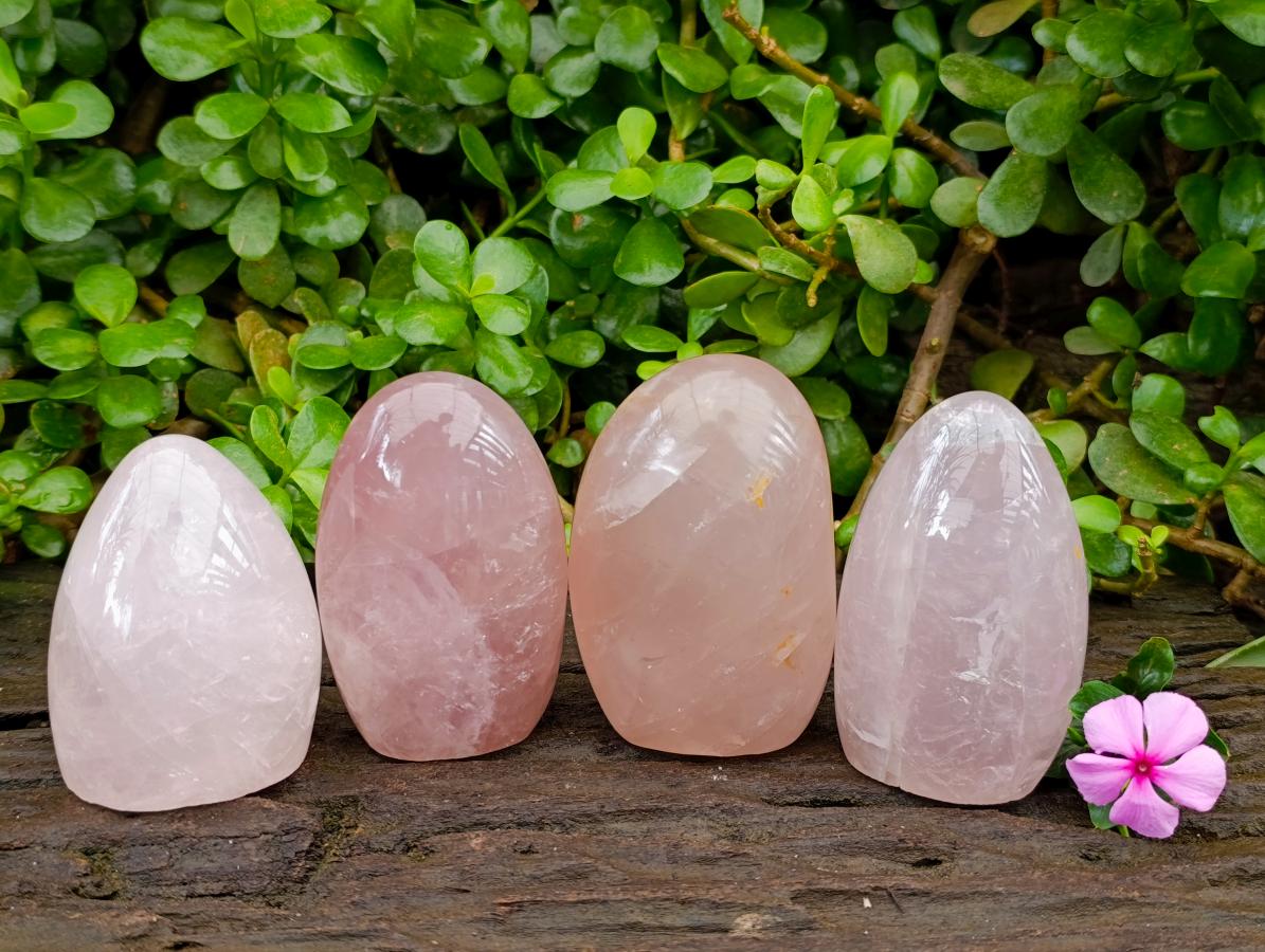 Polished Rose Quartz Standing Free Form x 4 From Madagascar
