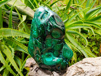 Polished Large Flower Banded Malachite Free Form x 1 From Congo