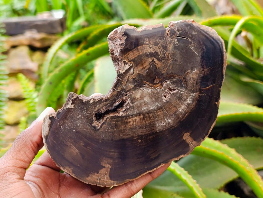 Polished On One Side Petrified Wood Slices x 2 From Gokwe, Zimbabwe - Toprock Gemstones and Minerals 