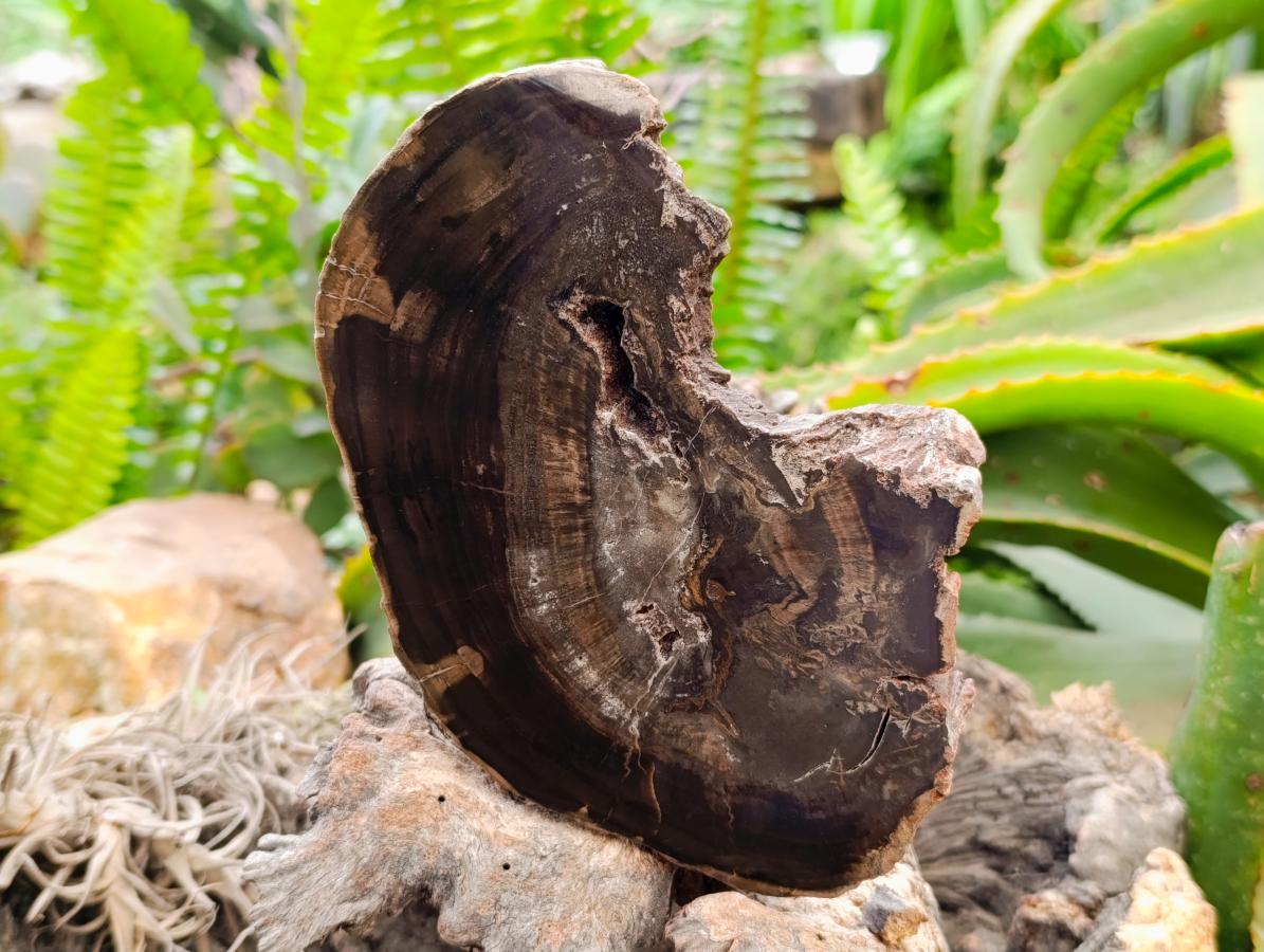 Polished On One Side Petrified Wood Slices x 2 From Gokwe, Zimbabwe - Toprock Gemstones and Minerals 