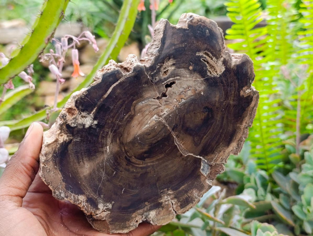 Polished On One Side Petrified Wood Slices x 2 From Gokwe, Zimbabwe - Toprock Gemstones and Minerals 