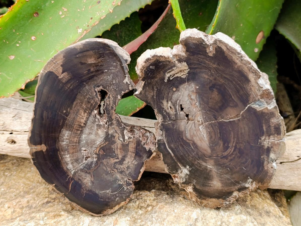 Polished On One Side Petrified Wood Slices x 2 From Gokwe, Zimbabwe - Toprock Gemstones and Minerals 