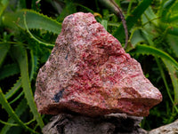 Natural Large Rhodonite Cobbed Specimen x 1 From Rhusinga, Zimbabwe