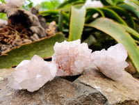 Natural Cactus Flower Pale Lilac Spirit Clusters x 12 From South Africa