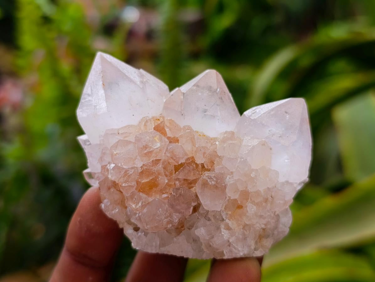 Natural Cactus Flower Pale Lilac Spirit Clusters x 12 From South Africa