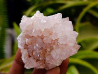 Natural Cactus Flower Pale Lilac Spirit Clusters x 12 From South Africa