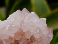 Natural Cactus Flower Pale Lilac Spirit Clusters x 12 From South Africa