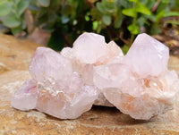 Natural Cactus Flower Pale Lilac Spirit Clusters x 12 From South Africa