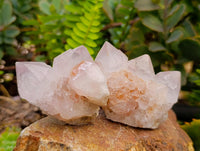 Natural Cactus Flower Pale Lilac Spirit Clusters x 12 From South Africa