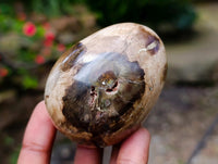Polished Petrified Wood Eggs x 8 From Gokwe, Zimbabwe