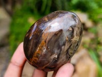 Polished Petrified Wood Eggs x 8 From Gokwe, Zimbabwe