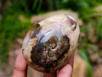 Polished Petrified Wood Eggs x 8 From Gokwe, Zimbabwe