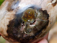 Polished Petrified Wood Eggs x 8 From Gokwe, Zimbabwe