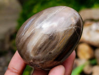 Polished Petrified Wood Eggs x 8 From Gokwe, Zimbabwe