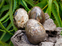 Polished Petrified Wood Eggs x 8 From Gokwe, Zimbabwe