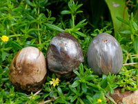 Polished Petrified Wood Eggs x 8 From Gokwe, Zimbabwe