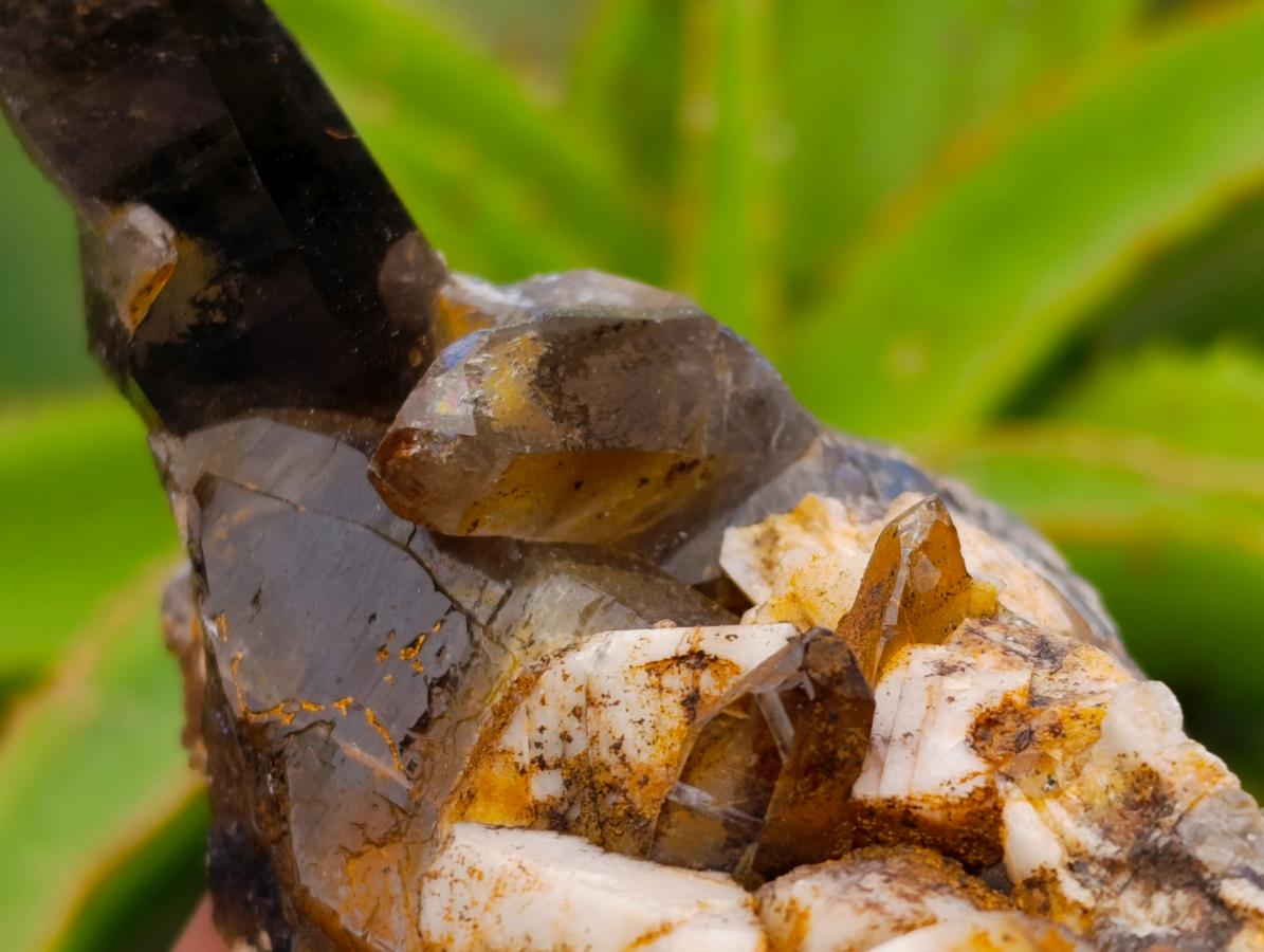 Natural Smokey Quartz Crystals x 6 From Zomba, Malawi
