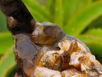 Natural Smokey Quartz Crystals x 6 From Zomba, Malawi