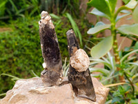 Natural Smokey Quartz Crystals x 6 From Zomba, Malawi