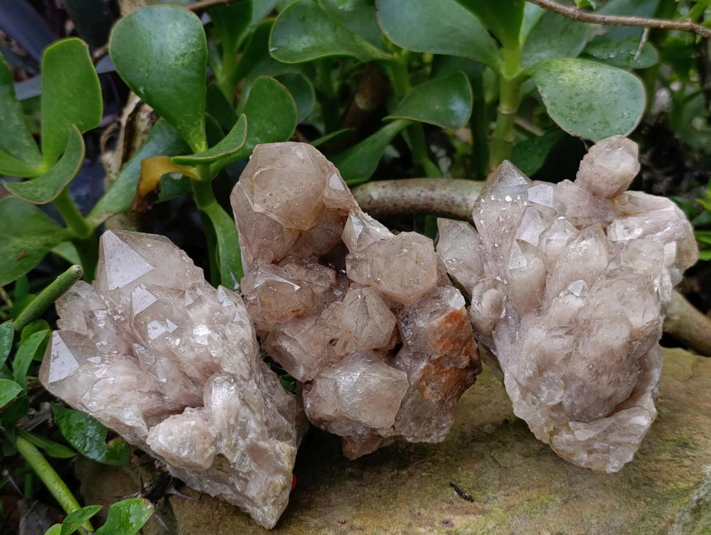Natural Smokey Phantom Quartz Clusters x 3 From Luena, Congo