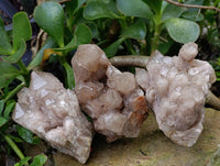 Natural Smokey Phantom Quartz Clusters x 3 From Luena, Congo