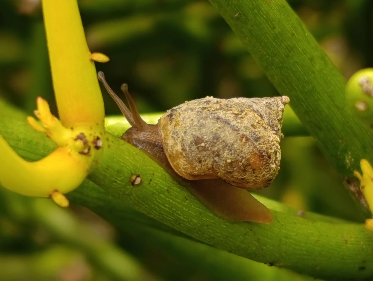 Natural Smokey Phantom Quartz Clusters x 3 From Luena, Congo