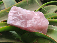 Natural Cobbed Rose Quartz Specimens x 7 From Northern Cape, South Africa