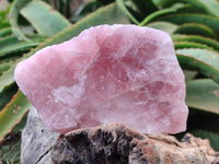 Natural Cobbed Rose Quartz Specimens x 7 From Northern Cape, South Africa