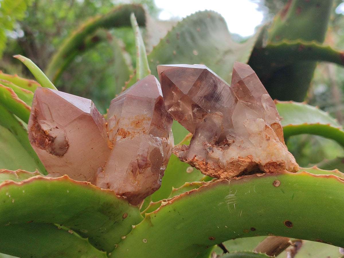 Natural Red Hematoid Quartz Crystals x 12 From Karoi, Zimbabwe