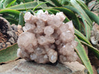 Natural XL Luena Cascading Smokey Phantom Quartz Cluster x 1 From Congo