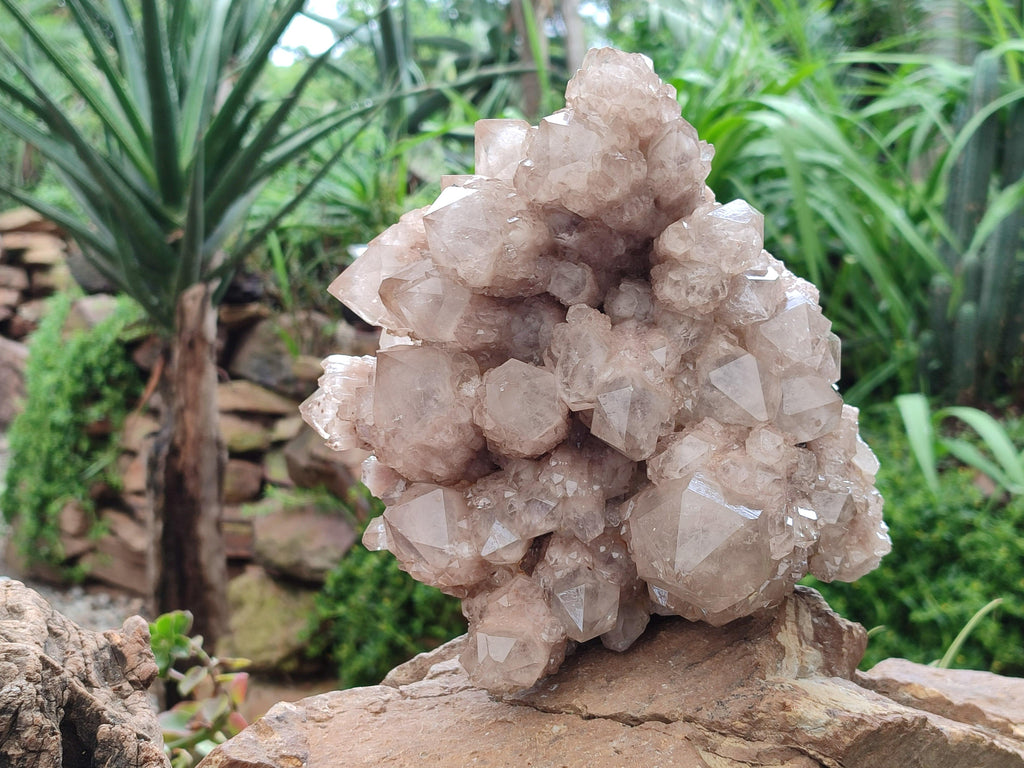 Natural XL Luena Cascading Smokey Phantom Quartz Cluster x 1 From Congo