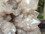 Natural XL Luena Cascading Smokey Phantom Quartz Cluster x 1 From Congo