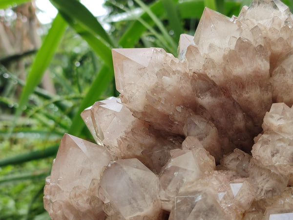 Natural XL Luena Cascading Smokey Phantom Quartz Cluster x 1 From Congo