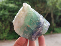 Natural Watermelon Fluorite Cobbed Specimens x 12 From Uis, Namibia