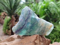 Natural Watermelon Fluorite Cobbed Specimens x 12 From Uis, Namibia