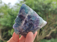 Natural Watermelon Fluorite Cobbed Specimens x 12 From Uis, Namibia